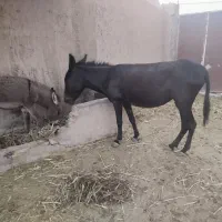 الاغ تازه زاییده
