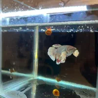 فایتر ماده هافمون|ماهی|تهران, آبشار|دیوار