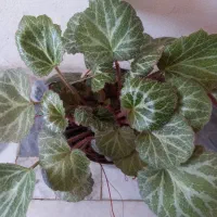 گل بگونیای آویز