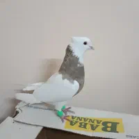 طوقی نر کارتونی|پرنده|شاهین‌شهر, طالقانی|دیوار