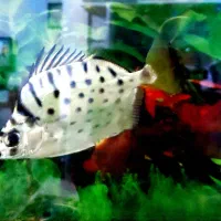 ماهی سیلور اسکات