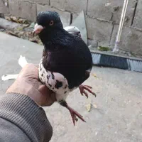 کبوتر کله ای|پرنده|چهاردانگه (تهران), |دیوار