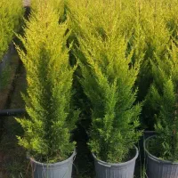 گل وگیاه قیمت بسیار مناسب