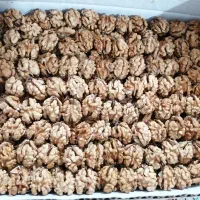 فروش عمده و خرده مغز گردو غنچه و دوپر