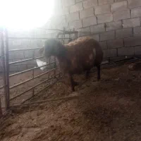 بره همو ماده