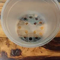 گلدان شفاف مخصوص گل ارکیده