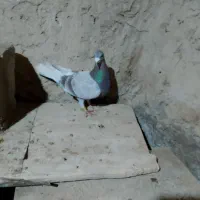 کبوتر لای مسافتی|پرنده|هامون, |دیوار