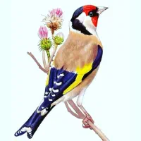 سهره.. تنظیم بازار