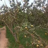 فروش باغ فنس