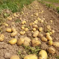 سیب زمینی زمار  و ریز،و نصفه سالم بدون خرابی یاخال