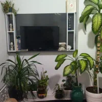 گل طبیعی|گل و گیاه طبیعی|کرمانشاه, |دیوار