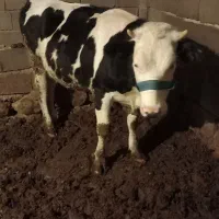 تلیسه ۱ماه ابستن،بهترین نژاد برای داشت.ا