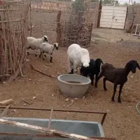 انواع میش و بره وقوچ بافق