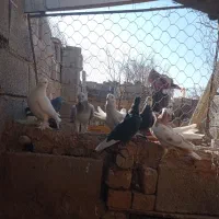 فروش کفتر نر|پرنده|کرمان, |دیوار