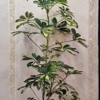 گل و گیاه حلما(شفلرا)