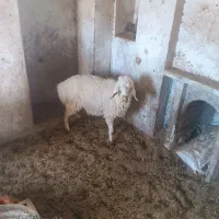 میش|حیوانات مزرعه|درمیان, |دیوار