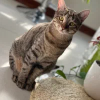 واگذاری گربه ماده ۲ ساله، واکسینه و شناسنامه‌دار