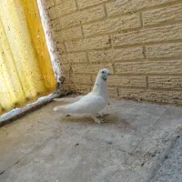 کبوتر رنگی پرشی