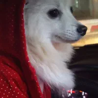 سگ پامر نر خوشگل جهت جفت گیری