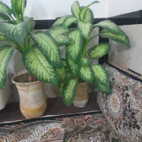 گل زینتی وزیبا|گل و گیاه طبیعی|سروآباد, |دیوار