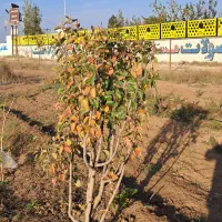 باغ|فروش زمین و ملک کلنگی|نمین, |دیوار