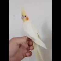 جوجه و۶ماهه عروس