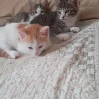 واگذاری گربه