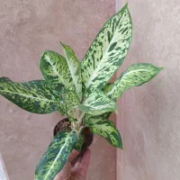 گیاه آپارتمانی زیبا|گل و گیاه طبیعی|رشت, پل تالشان|دیوار