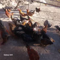 ۱۵ عددمرغ لندی تخم گذاره فروشی موقعیت بازفت