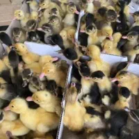 پخش انواع جوجه یکروزه به قیمت عمده