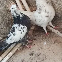 کفتر|پرنده|قم, حاج زینل|دیوار