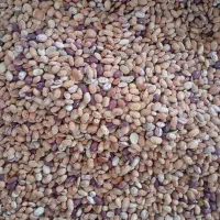 لوبیا چیتی.