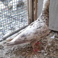 کبوتر|پرنده|تهران, دستغیب|دیوار