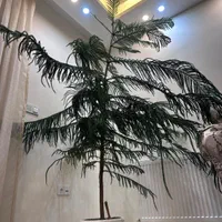 کاج مطبق|گل و گیاه طبیعی|تهران, نجات اللهی|دیوار