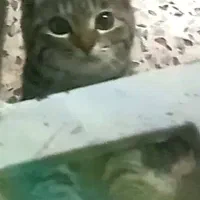 واگذاری گربه خونگی (فوری)