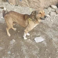 سگ نگهبان الی رودان|سگ|رودان, |دیوار