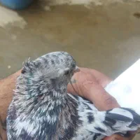 فروشی|پرنده|اسدآباد, |دیوار