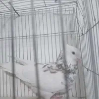 طوق سور کلاهی|پرنده|کرمان, |دیوار