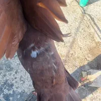 زرد پلنگ وگلی پلنگ|پرنده|رفسنجان, |دیوار