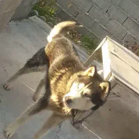 سگ هاسکی چشم یخی