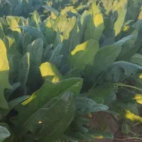 سبزی خورشتی درجه یک|خوردنی و آشامیدنی|اندیمشک, |دیوار