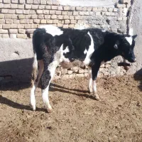 فروش یک راس گوساله دورگ