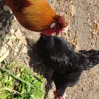 مرغ و خروس