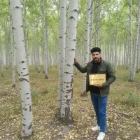 قرارداد فروش نهال صنوبر تضمین درآمد میلیاردی|خدمات باغبانی و درختکاری|مریوان, |دیوار