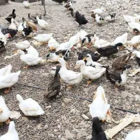 اردک زنده فروشی هم تخم گذار هم گوشتی