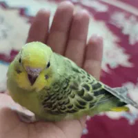 جوجه مرغ عشق صلواتی