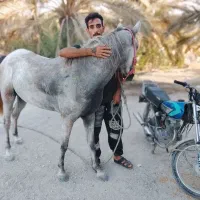 اسب کرد|اسب و تجهیزات اسبسواری|بندر کنگان, |دیوار