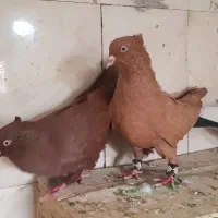 کبوتر زرد و سرخ