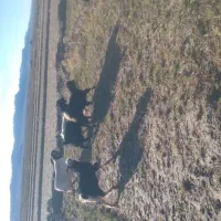 بزجوان|حیوانات مزرعه|مود, |دیوار