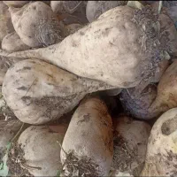 چغندر شیرین